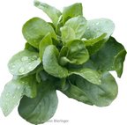 Feldsalat