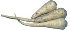 Wurzelpetersilie