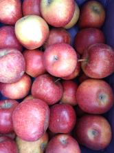 Apfel, Natyra, HK II